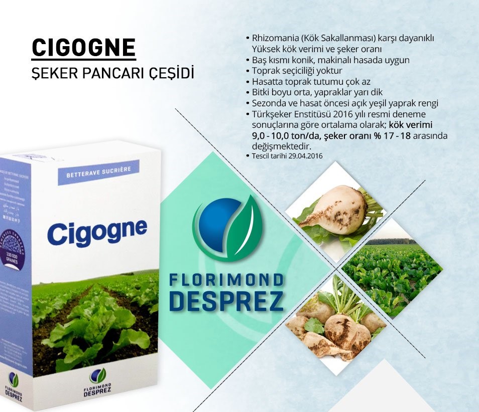 CİGOGNE